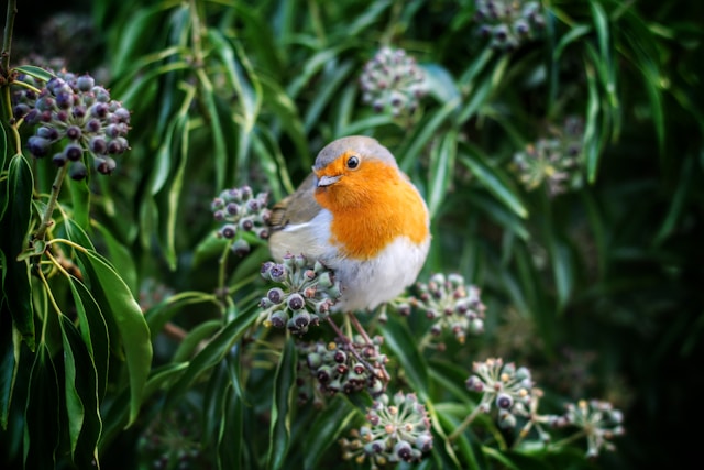 Meilleurs livres sur les soins aux oiseaux : guide pratique