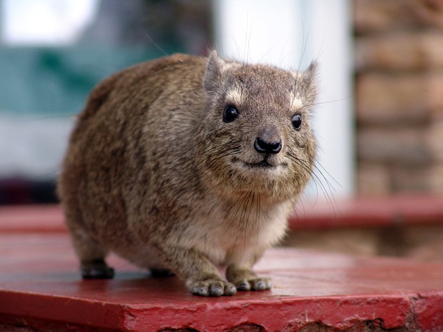 Les 10 animaux les plus petits qui peuvent devenir vos compagnons