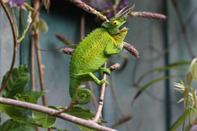 santé chez les reptiles