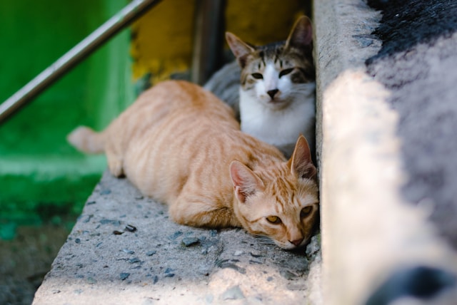 chats hypoallergéniques