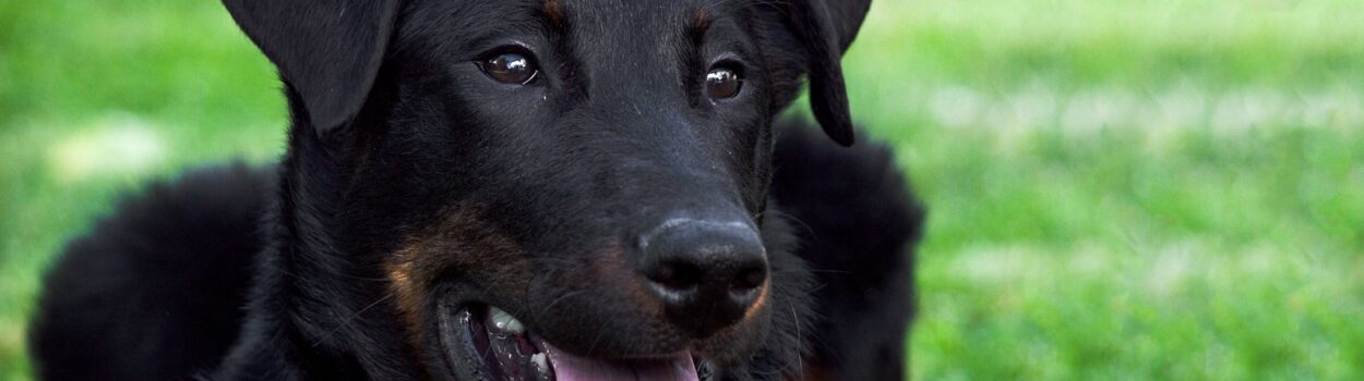 races de chiens recommandées