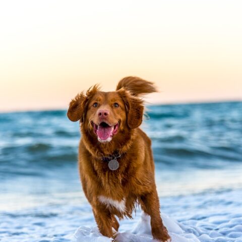 promenades en bord de mer pour les chiens