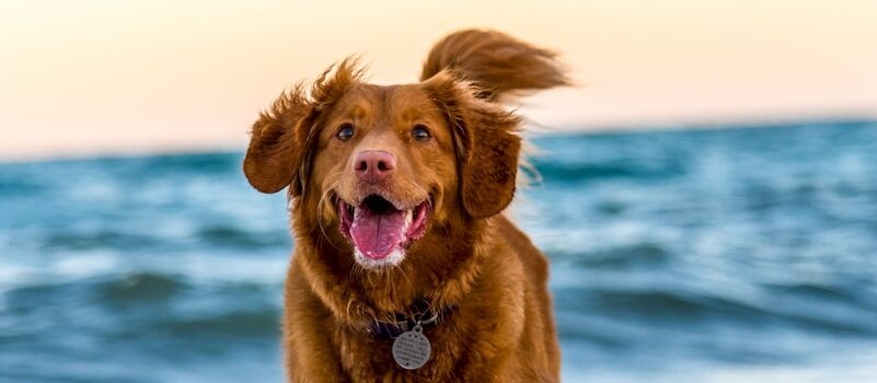 promenades en bord de mer pour les chiens