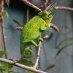 terrarium pour reptiles