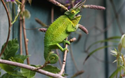 terrarium pour reptiles