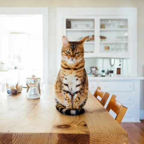 Les différentes races de chats