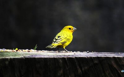 oiseaux chanteurs