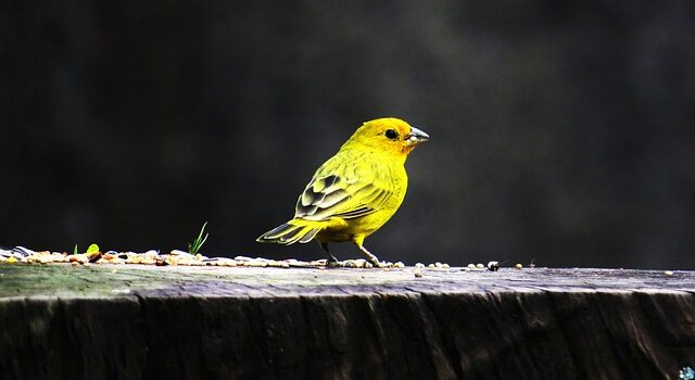 oiseaux chanteurs